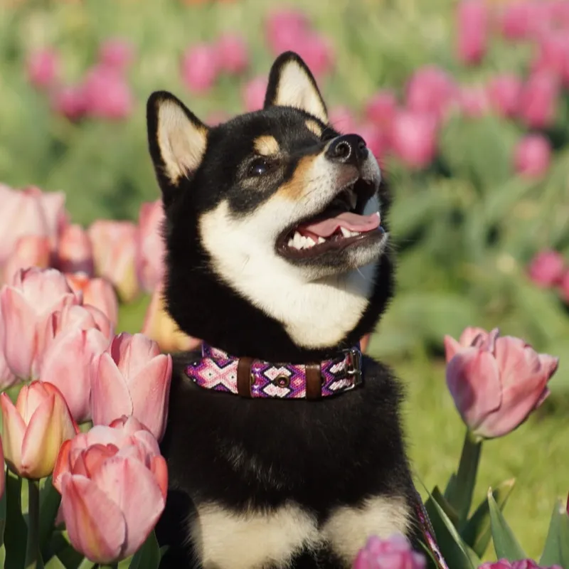 Hundehalsband Tonina